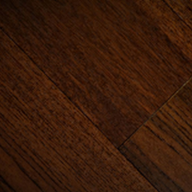 Carya (American Hickory) - Image 3