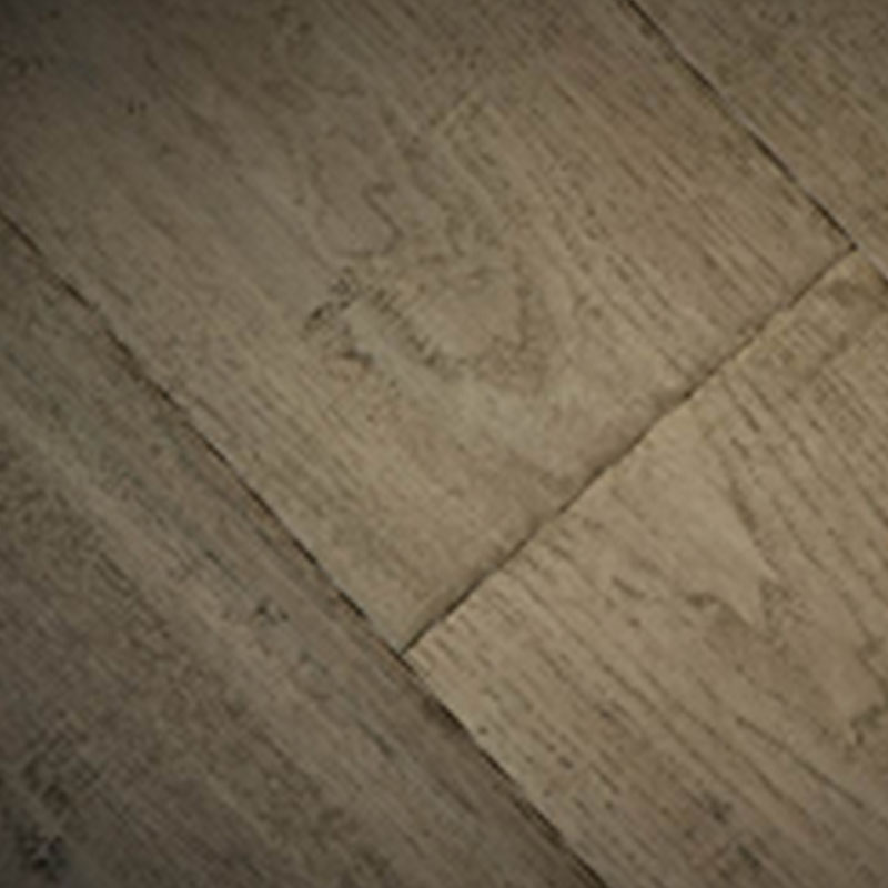 Carya (American Hickory) - Image 4